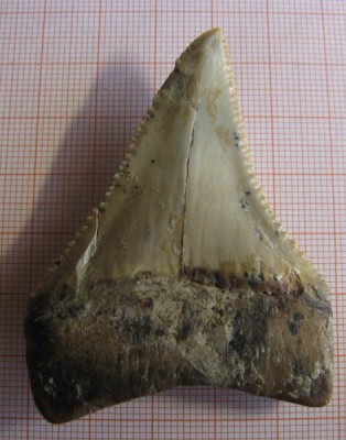 Carcharodon carcharias Miocen - USA Florida Bone Valley